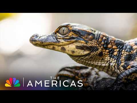 Tom Hanks Narrates Baby Gators vs. Great Blue Heron | The Americas | NBC