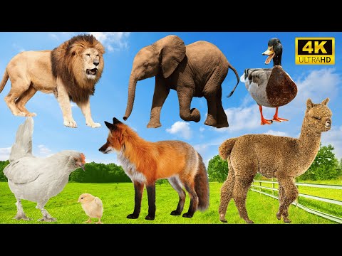 Sweet Wildlife Compilation: Lion, Chicken, Fox, Elephant, Duck - Nature's Sounds