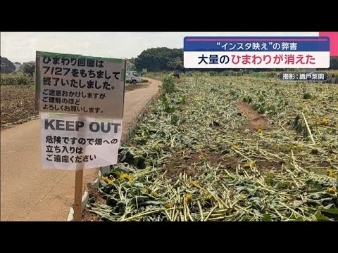 ニュースの動画サムネイル - 大量のひまわりが消えた…“インスタ映えの弊害”【スーパーJチャンネル】(2025年8月4日)