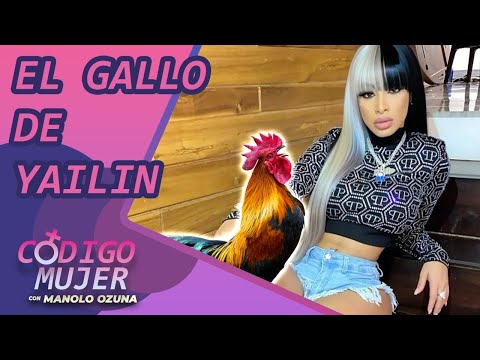 EL GALLO DE YAILIN Y REBU POR USO DE PELUCAS EN SUS EVENTOS