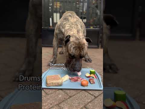 Feeding my Presa Canario over 100g protein