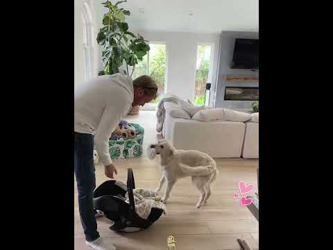 When my dog first saw the baby