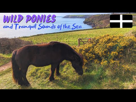 Moments of Tranquility: Wild Ponies in Cornwall with the Sounds of Crashing Waves