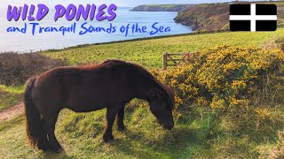 Moments of Tranquility: Wild Ponies in Cornwall with the Sounds of Crashing Waves
