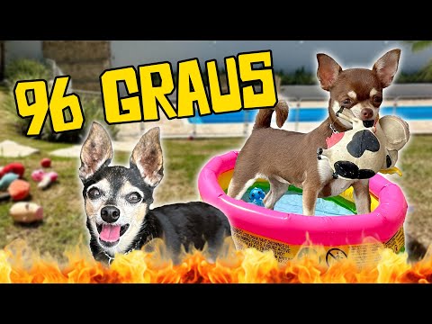 VLOG MUITO QUENTE COM NOSSOS CACHORROS!