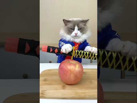 apple fruit #cat #funny #pets