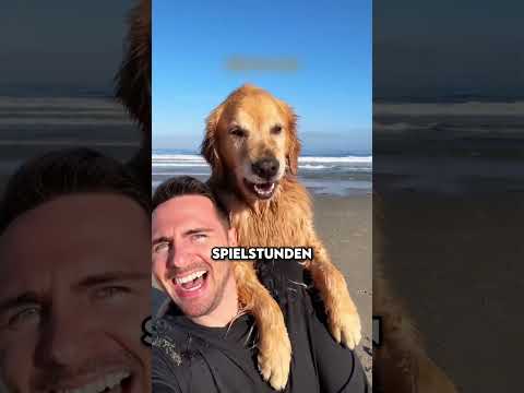 Die leichtesten Hunde zum Trainieren – kennst du