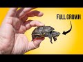 Turtle Species and Characteristics