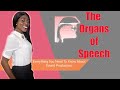 Articulatory Phonetics Concepts