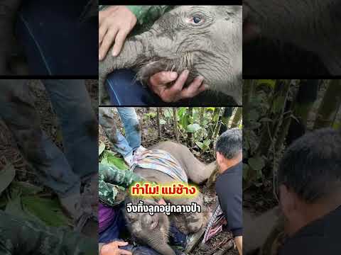 แม่ช้างทิ้งลูกไว้ในป่าเพียงลำพัง