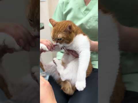 爪切り遅すぎて猫に怒られる看護師【猫のこにゃん】#shorts