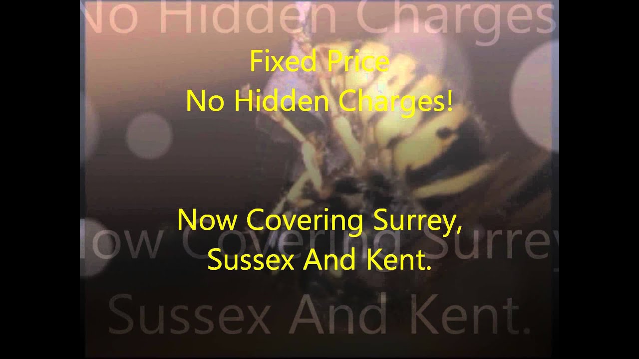 KM Wasp Nest Removal Surrey - YouTube