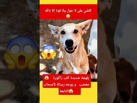 كلب زاكورة طالع ليه الدم رسالة قوية لأصحاب التابعة والقواسة #shorts #المغرب