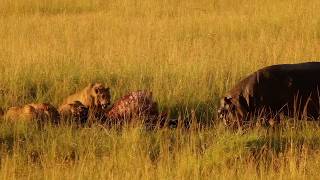 Hippo eats with lions 