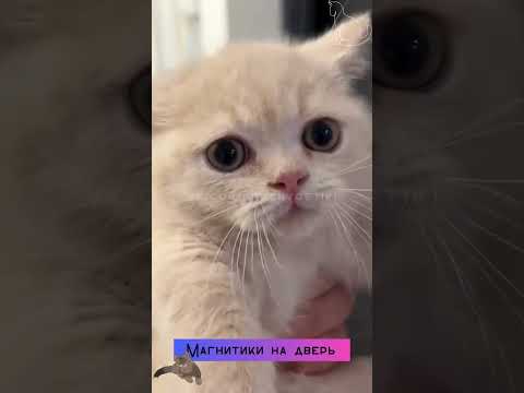 Купил 3D магниты... #shorts #приколы