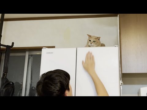 息子の成長と猫の反応に心温まるひととき サムネイル