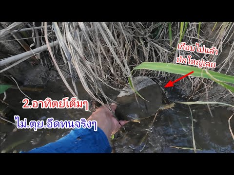 เหยื่อตับหมู.!!.เด็ดหรือไม่เด็ด.??.ใส่เบ็ดยามเบ็ดผูกปลาฝาตะพาบน้ำ.หาอยู่หากิน