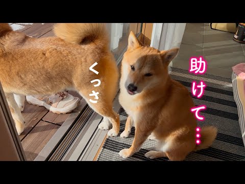 弟犬のお尻の臭さに気絶しそうになりパパに助けを求める柴犬が可愛い