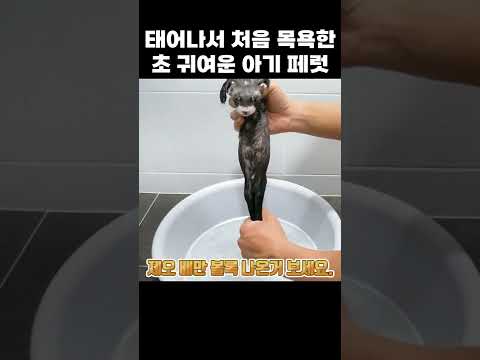 태어나서 처음 목욕한 아기 페럿ㅋㅋㅋ #shorts