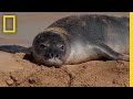 Monk Seals: Misconceptions and Awareness