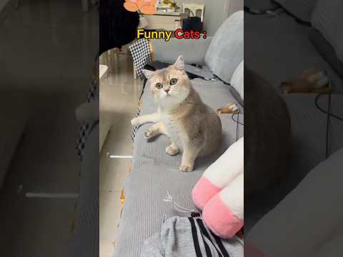 Funny Cats Video 🥲😂... #subscribe #like #cute #cat #memes #meow #catlovers #animals #funnyshorts