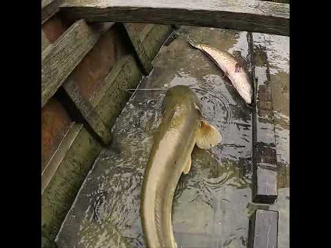 Big Catfish #fishing #fish #catfish #bigfish #fishingvideo