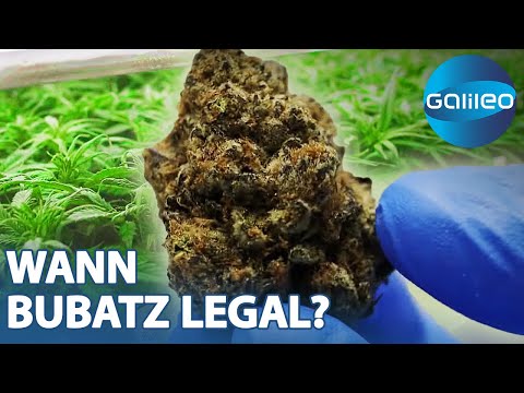 Die Legalisierung von Cannabis steht in den Startlöchern | Galileo | ProSieben