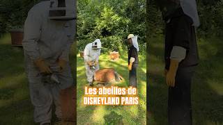 Decouvrez le rucher du Disney Davy Crockett Ranch 🐝