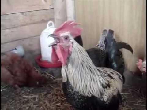 Screaming Death Metal Rooster