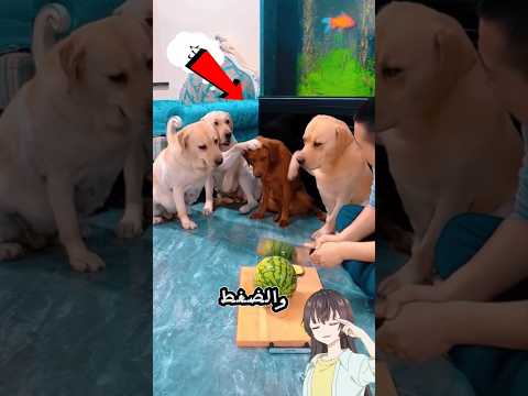 ابتكره هذه الرجل طريقه كشف من هو الجاني🤣#shorts #shortvideo