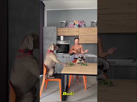 Hanım Monu'ya sebzeli yemek verdiğinde#shortvideo