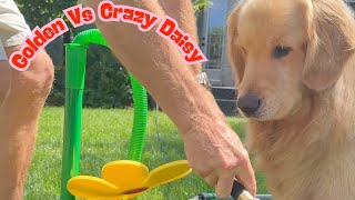 Golden Is Fascinated By Crazy Daisy 