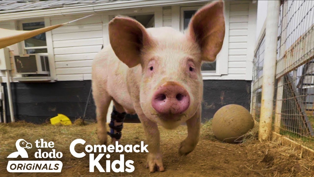 People Find Pig In Hurricane And Make Him Their Son Comeback Kids