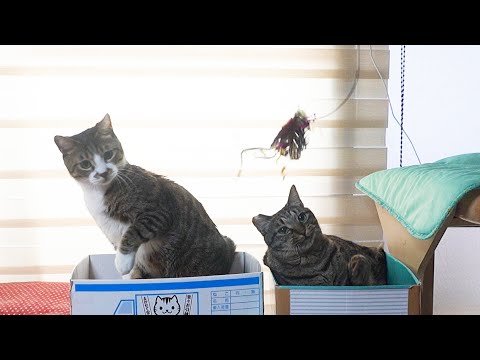 猫じゃらしで遊びたいけどその場から動きたくない！ものぐさな猫ガーちゃん　【リキちゃんねる　猫動画】 キジトラ 猫のいる暮らし