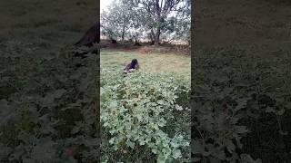 #shortvideo #shorts #trending #viral