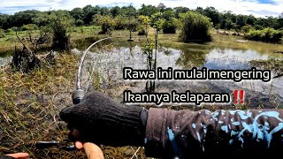 Seperti Kolam Ternak ...! Rawa danau yang mengering setelah banjir Ikannya kelaparan