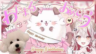 【 わたまる誕生日記念🍰 】足ケガしちゃったけど元気なわたまるお祝いしにきて🐶💗【 瀬島るい┋ななしいんく】