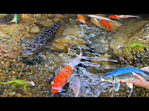 Catching big toman fish in the river, catfish, ornamental fish, koi fish, goldfish, lobsters, iguana