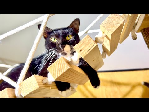 猫の今後と注目のタイピー日記グッズ解説 サムネイル