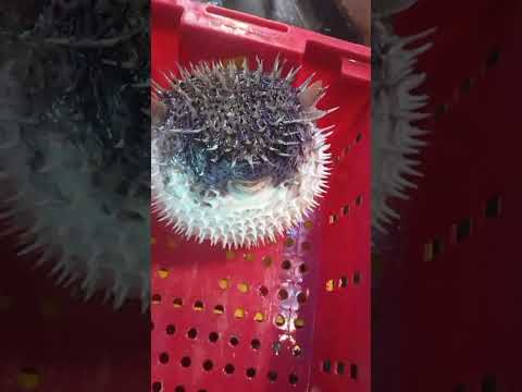 Cảnh nổi bật từ buổi phát trực tiếp