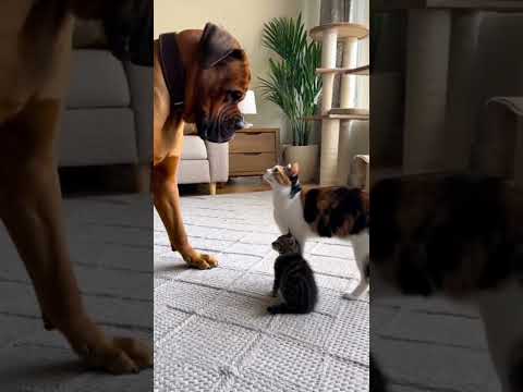 Big dog bullies tiny kitten and this happen… #cats #dogshorts #animals #cctv
