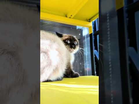 Adamın Yaptığı Şey Kediyi Çok Şaşırttı! 💞 😼 🙀