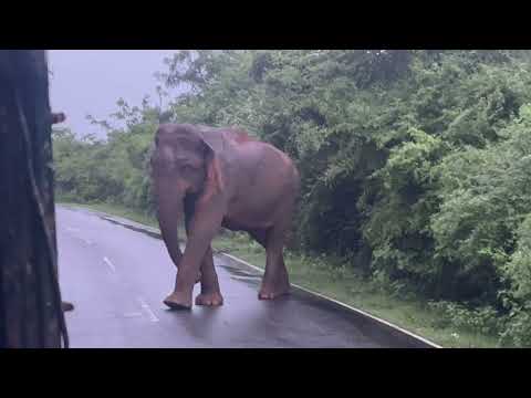 Road bloker Raja elephant try to finding food #elephant #wildelephant #raja #buttala