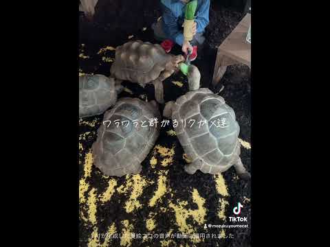 リクガメ餌やり🐢 #爬虫類 #かわいい動物 #動物 #動物園 #cute #izoo #shorts