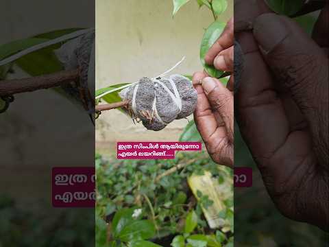 #bohemia #bohemian ലയർ ചെയ്ത തൈകൾ വാങ്ങണോ??#shortsfeed #shortvideo #shorts