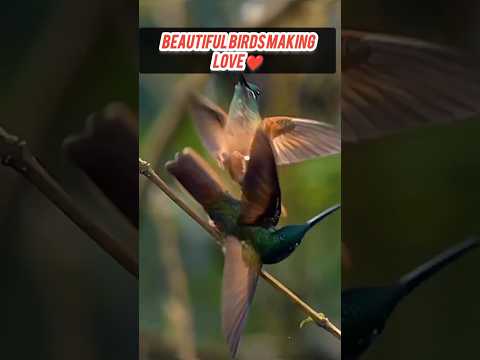 beautiful birds making love eachother ❣️ #birds #birdsounds #singingbirds #youtube #shorts