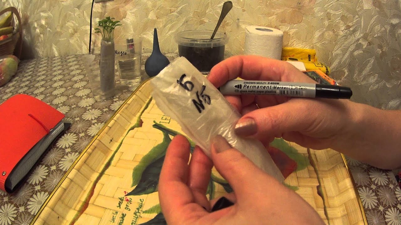 Посев и пикировка баклажана