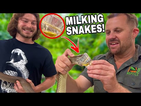 Milking World’s MOST Venomous Snakes! @VenomDiaries