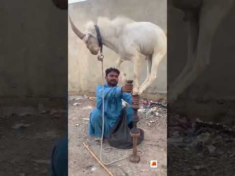 Goat Stacking