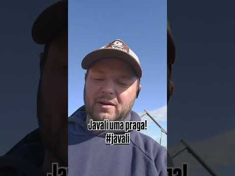 JAVAPORCO | Choque Bruto